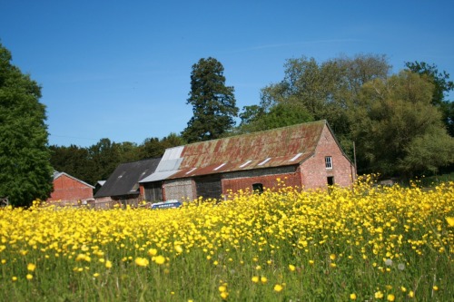 Buttercups and seagulls and very large pocket watch for a very large pocket