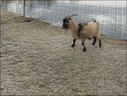 setbabiesonfire:  dietchola:  what a great recovery  I honestly have wanted a goat so bad for so long.