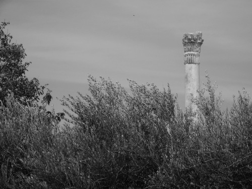 shellperfume:Roman column beyond the olive trees, Nin, Croatia