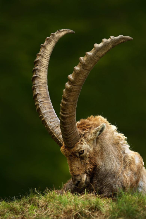 Juza Photo aka Juza - Capra Ibex, 2011, Photography