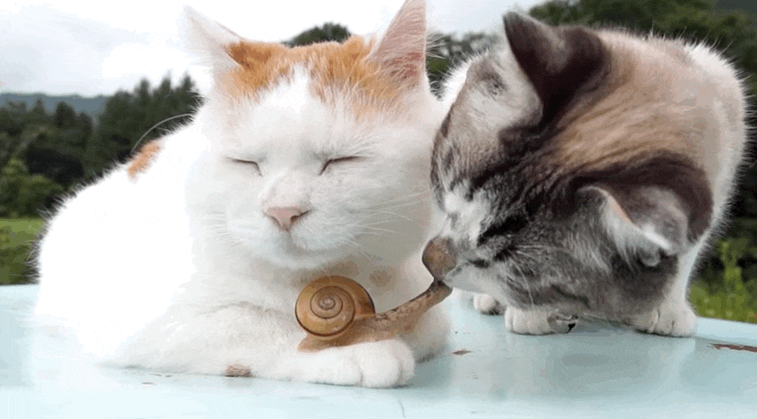 adviceforvegans: 	This might be the most unusual interspecies family we’ve ever