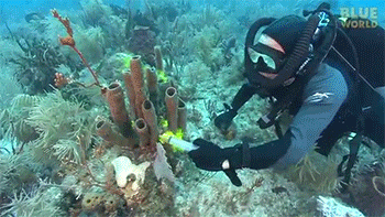 sciencetoastudent:  inverted-typo:  This is actually a test showing how sponges pump water through themselves for filter feeding!They simply colored the water around them so you could easily see the process :D  Sponges will never cease to fascinate me!