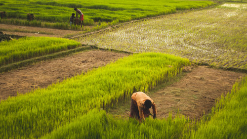 Porn Pics soon-monsoon:  Agriculture in Bangladesh