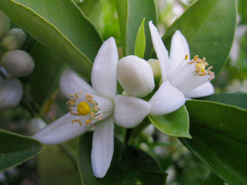 Porn Pics Orange Blossoms ❤️