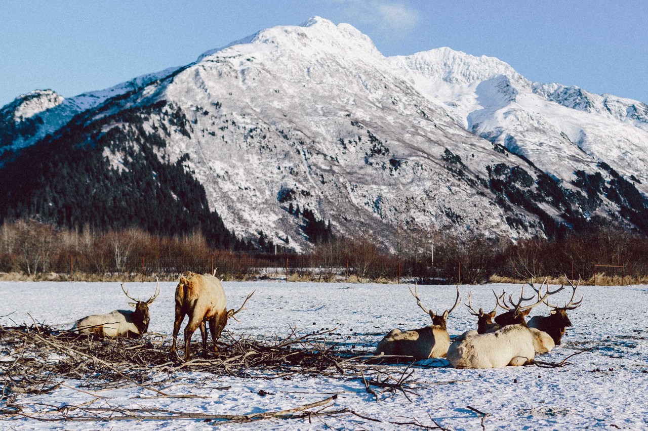 jovellyism:  Chillin’. Alaska Wildlife Conservation Center, Alaska. 