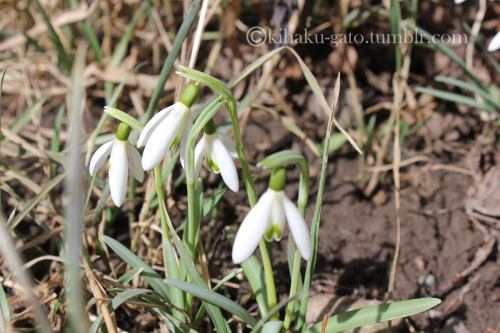 kihaku-gato: Opened Snowdrops (Galanthus sp.) popping all over the gardens. I took so many photos of