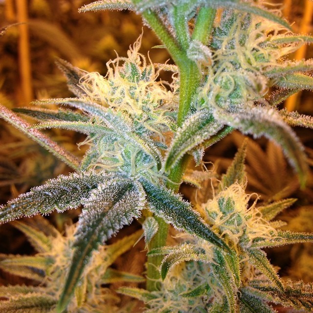 weedporndaily:  Rise and Grind !!!!!by payasogrow http://ift.tt/SlLHWj