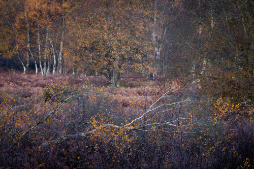 Touch, Fire and Fallen by Lee Acaster