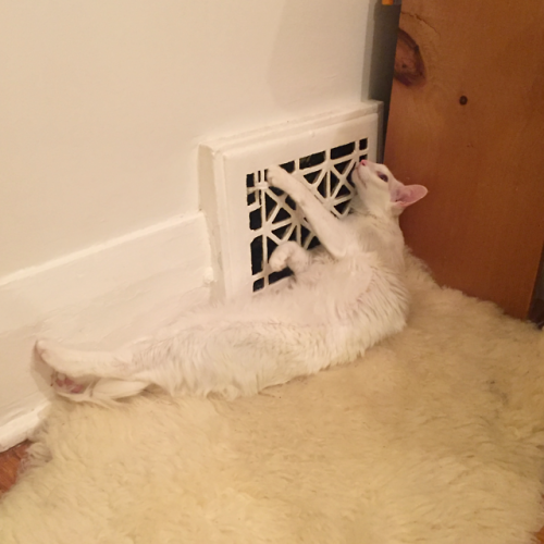 pangur-and-grim:  thebucca2:  pangur-and-grim:  pangur-and-grim: local worm loves heating vent to th