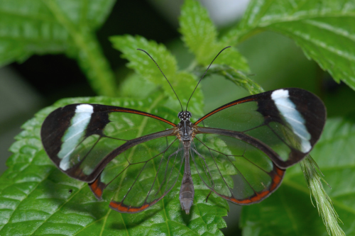 nubbsgalore:though butterfly wings are typically covered in thousands of shiny scales (see this post