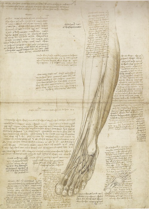 medicalschool:Leonardo da Vinci | The Mechanics of Man
