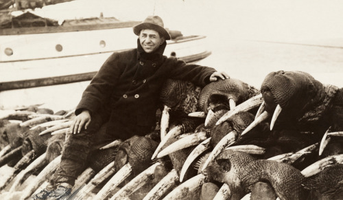 A hunter among dozens of Pacific walrus heads, killed for their tusks, Bering Sea, March 1911.Photog