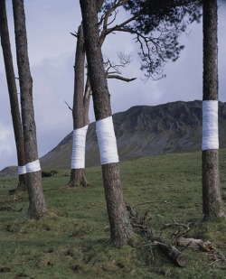 wetheurban:   ART: Tree, Line by Zander Olsen Zander Olsen’s Tree, Line project is almost preposterously simple. He wraps segments of tree trunks in white linen so that, when photographed from a particular distance, this negative space lines up perfectly