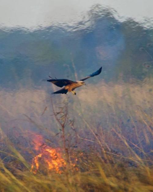 Australian raptors set fires deliberately to flush out prey When humankind first arrived on the dry 