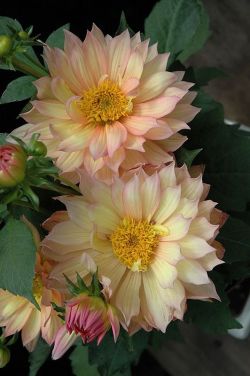 beauty-rendezvous:Dahlia ‘Gallery Pablo’