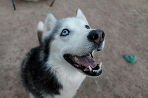 6woofs: she’s p happy