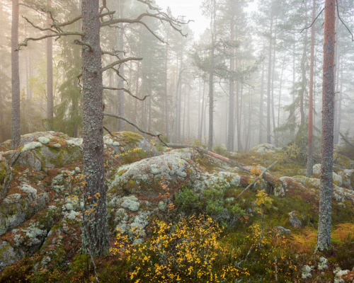 90377:  Tiveden Nationalpark Höst IV by Gustaf Emanuelsson Folio | getty images | facebook | instagr