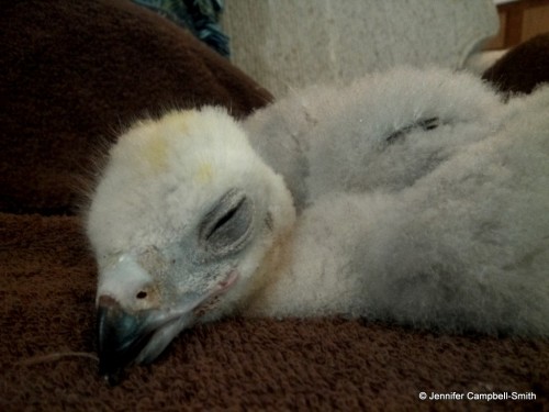 This is my friend’s new baby (eyass) northern goshawk (Accipiter gentilis).  He is a captive b