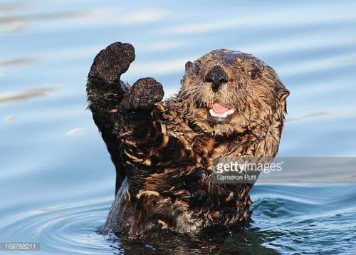 zsl-edge-of-existence:Sea otters only became strictly marine/aquatic animals around two million year