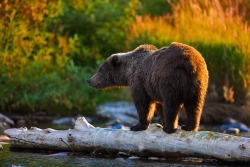 fuck-yeah-bears:  A Bears Reflections by Buck