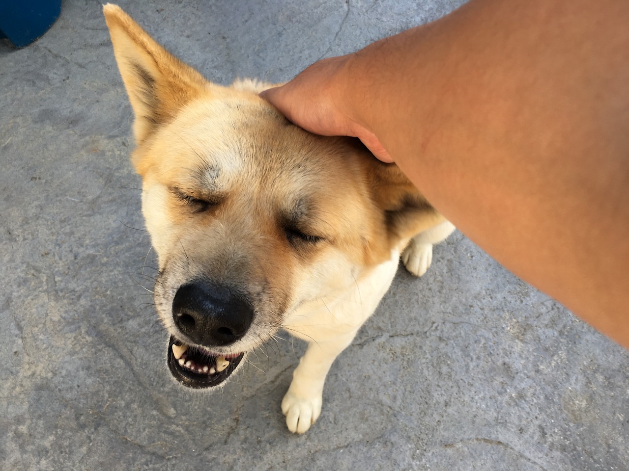  My short week with a dog We  picked her up from a rescue shelter. She was nothing