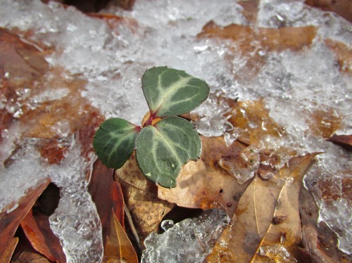 And then I went up to the Appalachian Trail along the top of the ridge to look at tiny things for a 