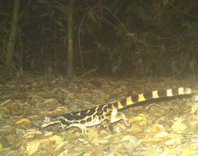 spacexcamp:  deermary:  The Banded Linsang (Prionodon linsang), or “tiger-civet”,