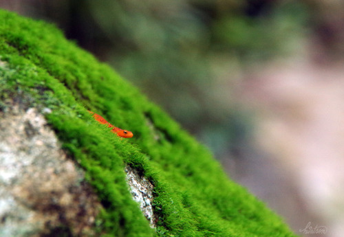 ladyvean: frolicingintheforest: One of TWELVE Red Spotted Newts (Notophthalmus viridescens), I saw t