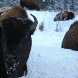 travelyukon:  Bison | photo by ananasova_traveler_ 