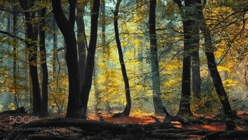 Dancing trees in the light by sdingemans49