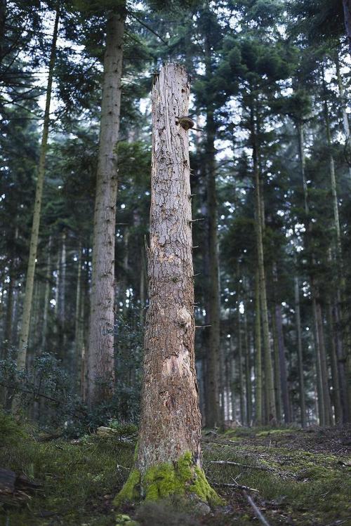 La souffrance des arbres sans têtes 5 by De Ferschterwebsite | instagram | tumblr