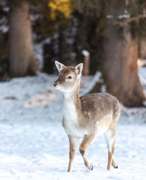 Zuckersüsse Grüsse aus dem Ostallgäu! © @lightmixphot0Habt ein schönes Wochenende! #bayernliebe