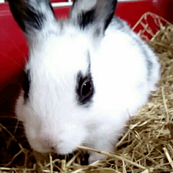 pickle-pippa:  She’s settling in beautifully 🐰 💕
