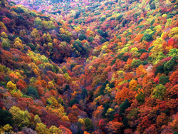 leebarguss:  A Sea of Fall Color (by Magadelic