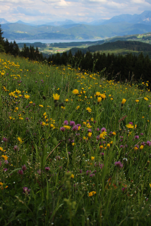Spring Meadow