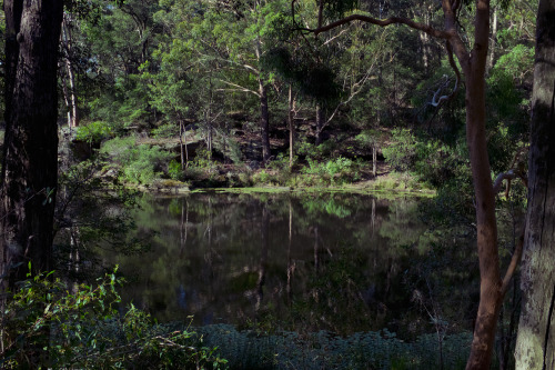 vanpeltfoto: Lake Parramatta. Where I swam the other day. (Photo: d.) 