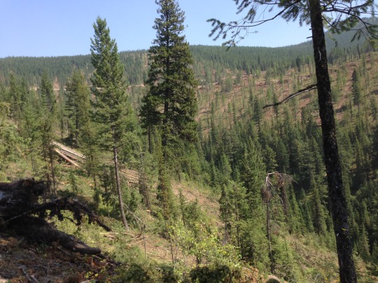 jumpingjacktrash: glumshoe:  i-am-an-adult-i-swear:  rowantheexplorer:  anarchyisfunandfree:  anarchyisfunandfree:  anarchyisfunandfree: Fun fact, hammering metal spikes into tree trunks is a federal crime in the US because environmental activists used