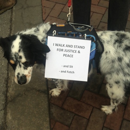 consolacions: puppers protesting (photos are not mine)