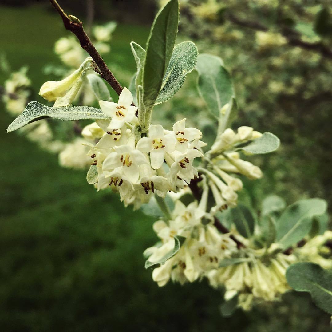 Autumn Olive (Elaeagnus umbellata) in fragrant bloom. Considered invasive by many, this tree fixes atmospheric nitrogen in the soil and bears a massive amount of tart sweet fruit that has up to 18 times more lycopene than tomatoes. It’s a superfood...