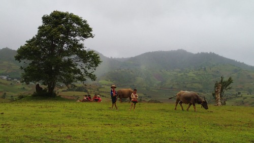 coleopterist: Myanmar #3 Photos taken by Connor Butler - Somewhere inbetween Kalaw and Inle Lake, M