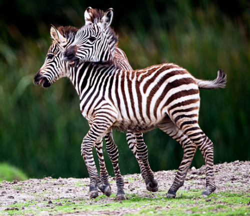 beautiful-wildlife:
“ Little Zebras by Cristobal Garciaferro Rubio
”