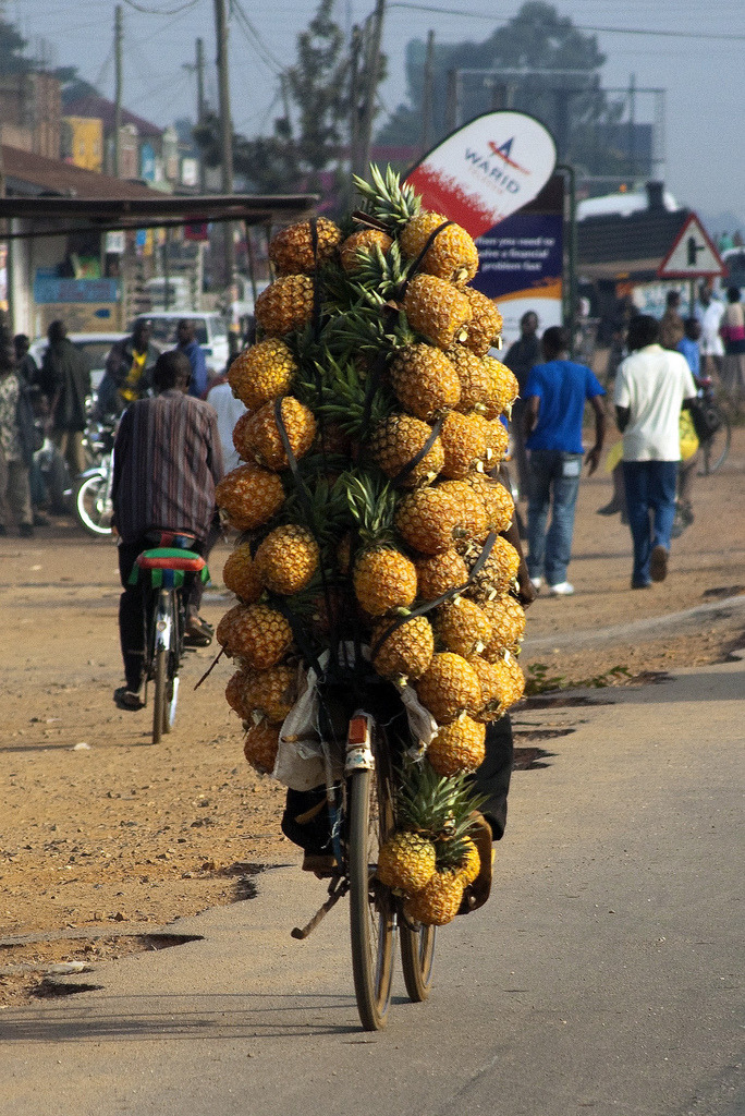 typicalugandan:  Pineapple bike: A man carries pineapples on his bicycle to offload