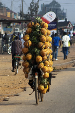 typicalugandan:  Pineapple bike: A man carries pineapples on his bicycle to offload at the market, Kampala, Uganda. (Photography by rob gipman) 