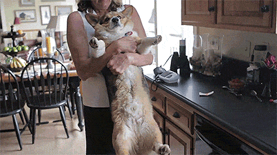 corgiaddict:  letterstogodptiii:  Corgi takes a bath [x]  YES 