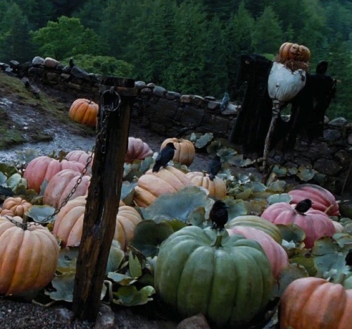 Crows and scarecrow watching over the pumpkin patch beside the Groundskeeper’s Hut at Hogwarts Schoo