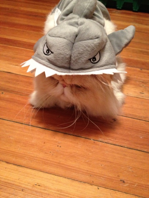 lucifurfluffypants:  It’s Shark Week, beaches!