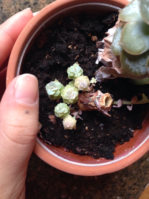 3.7.16 - Some succulents and their pups. :)