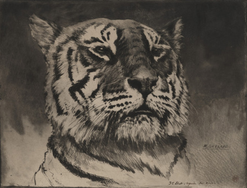 Tête de tigre = Head of a TigerHenri-Charles Guérard (French; 1846–1897)before 1888Etching and roule