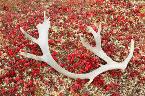 Caribou antler (by Impisi)