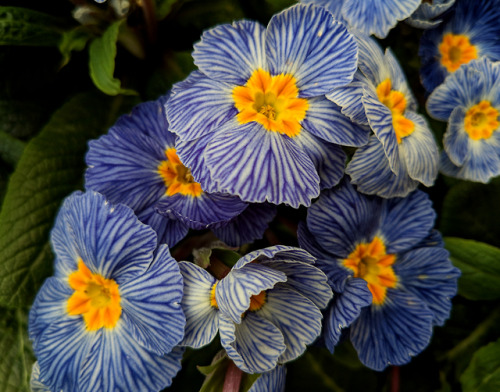 Unusual bedding primulasImportant prerequisite to this post: I’m not a huge fan of the fancy colours